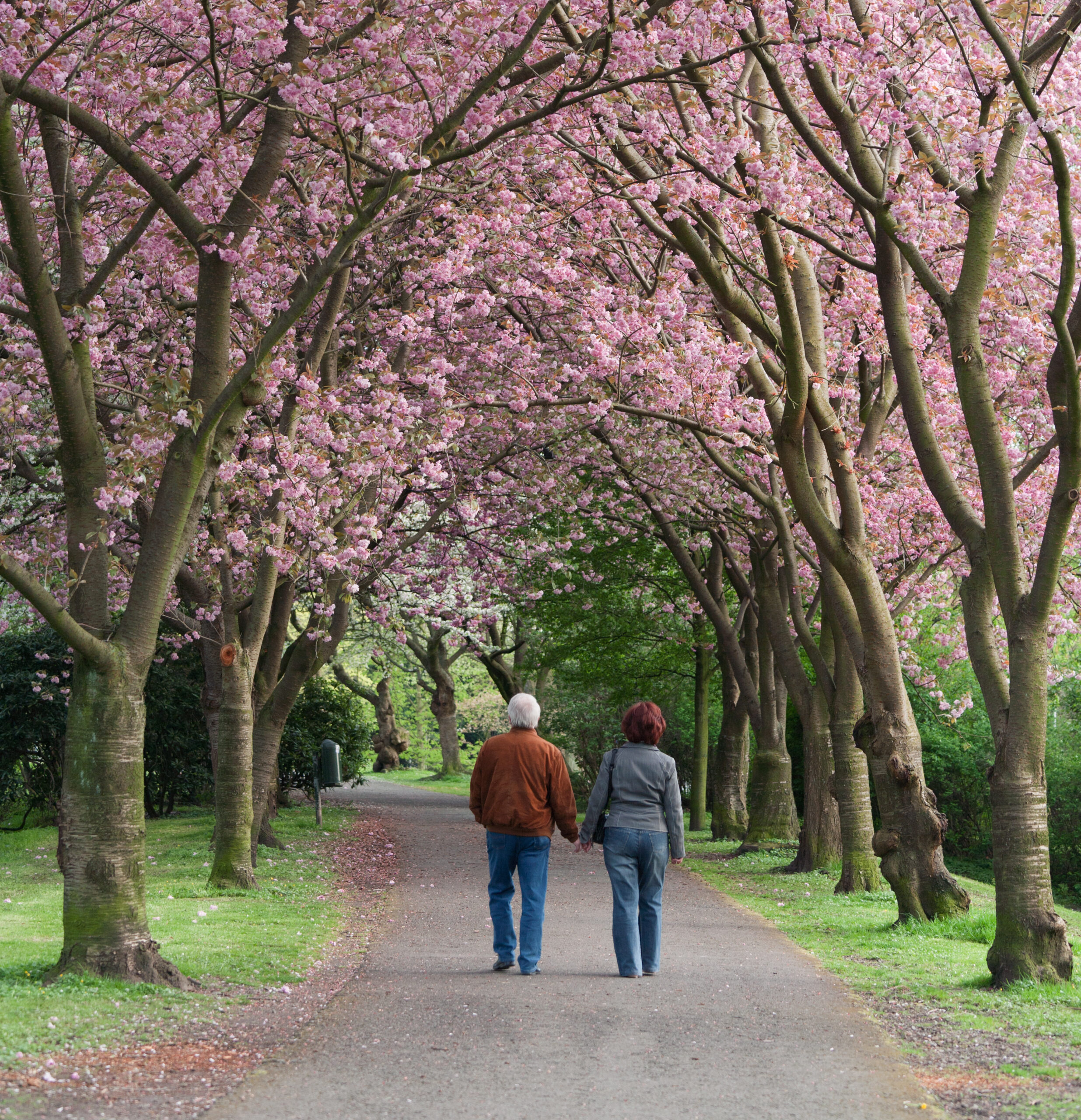 Rear view on senior couple walking under blooming cherry trees